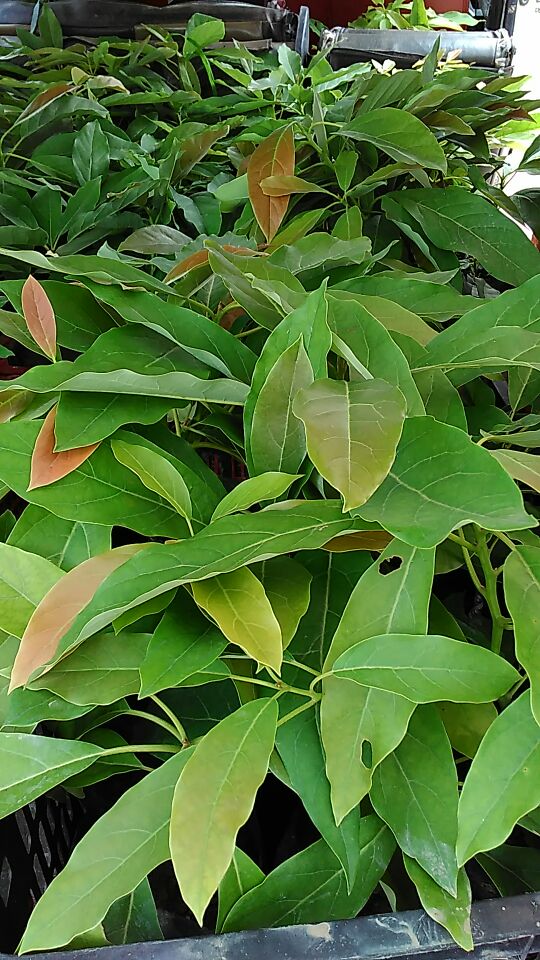 广西北海市合浦县牛油果 50~80g批发_方贵学