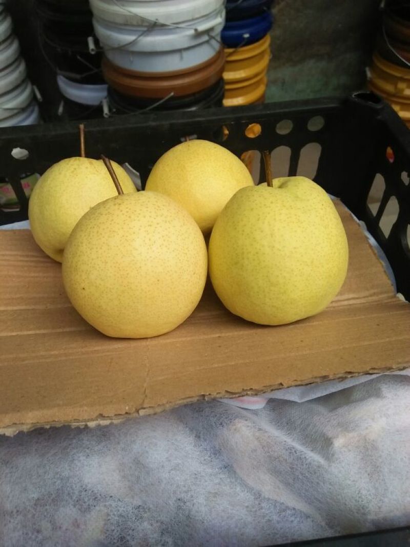 酥梨150~200g筐装