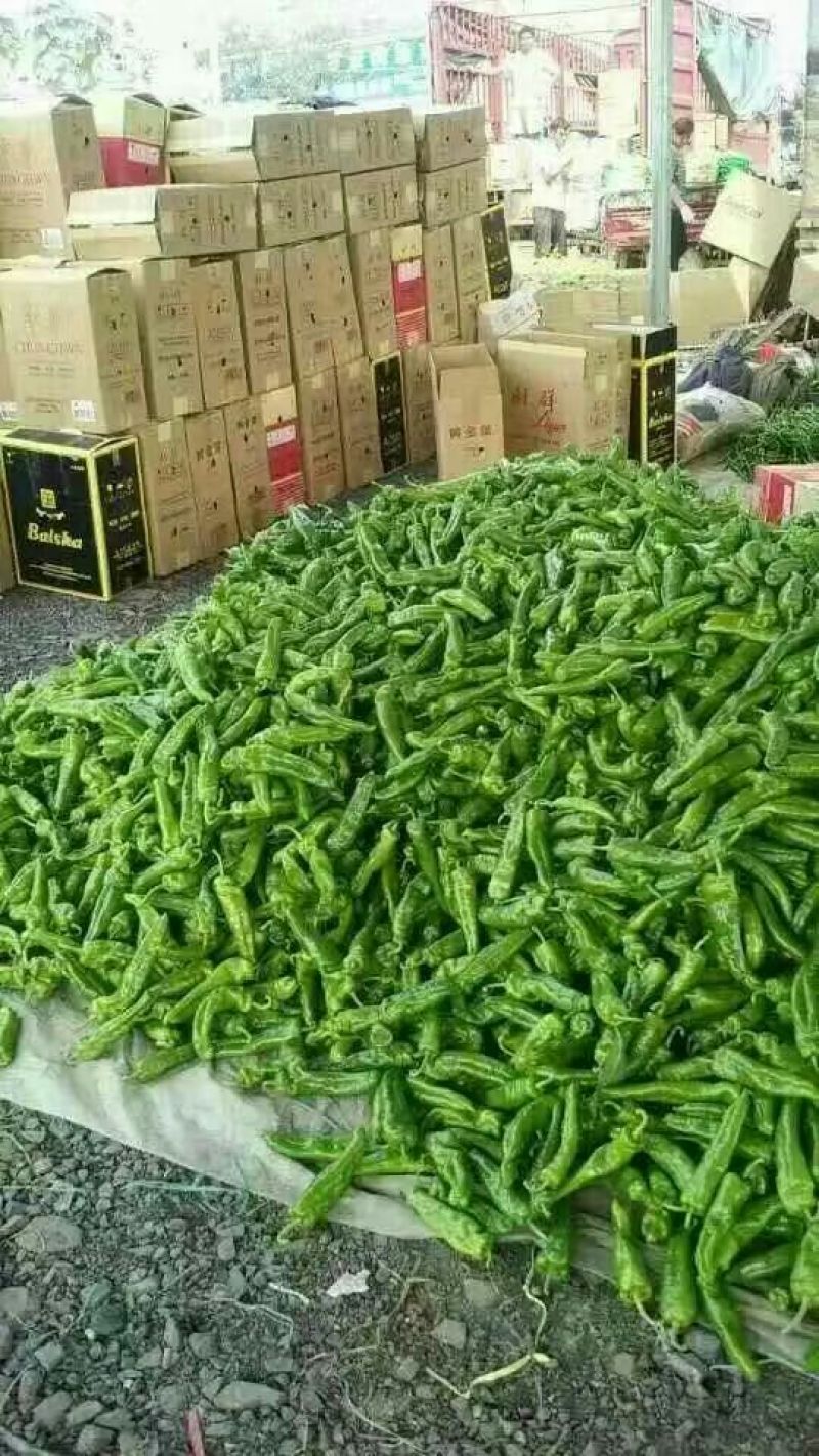 鲜辣椒大青椒4cm以上大量货源301辣椒
