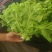 生菜3两~4两