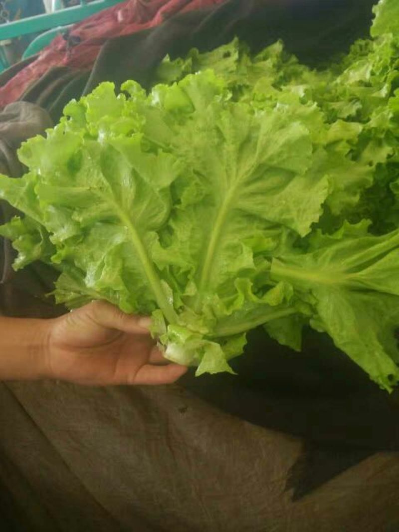 生菜3两~4两