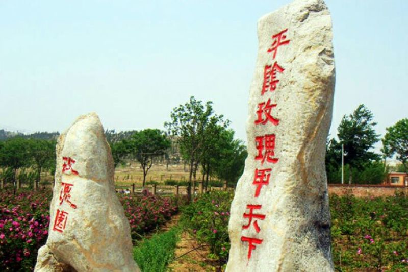 玫瑰花茶