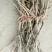 油牡丹苗20~30cm