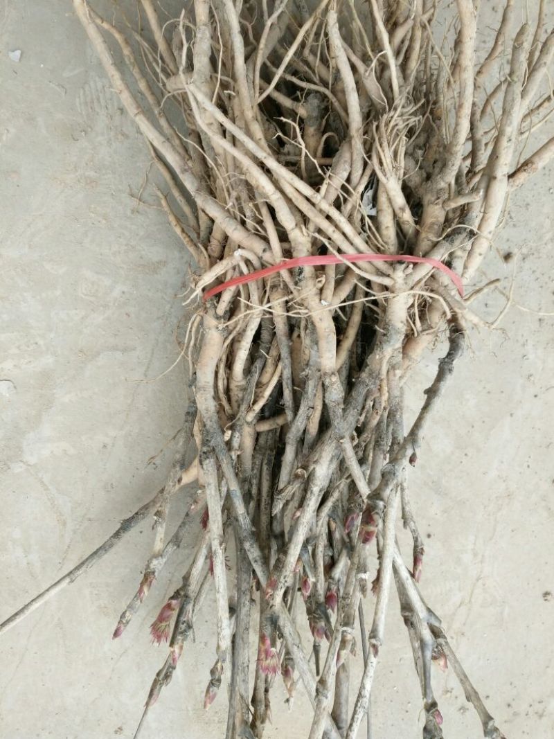 油牡丹苗20~30cm