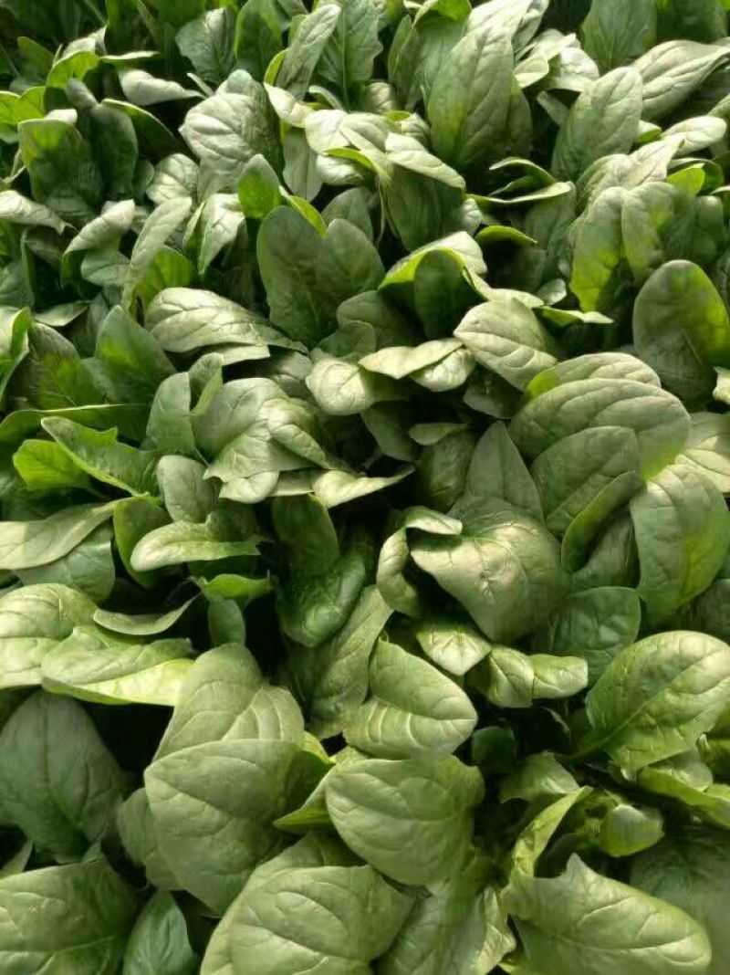 黑叶菠菜25~30厘米