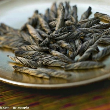 苦丁茶