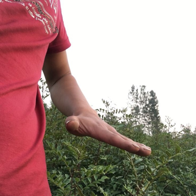 花椒苗