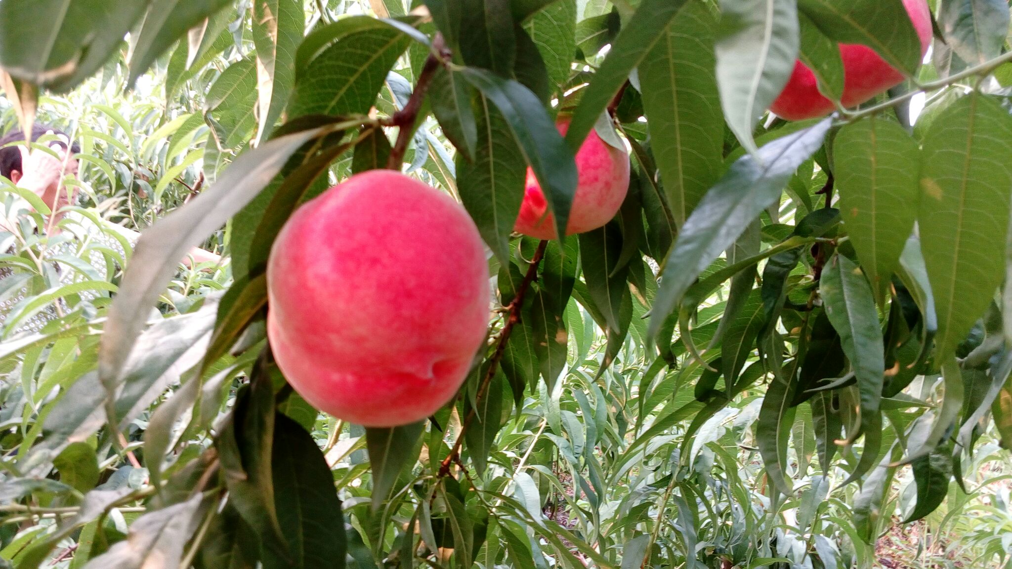 山东泰安市肥城市肥城桃 90mm以上批发_阴祖