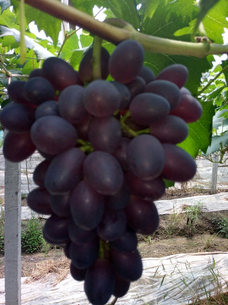 湖北武汉市江夏区黑巴拉多葡萄 1~2斤 5%以下
