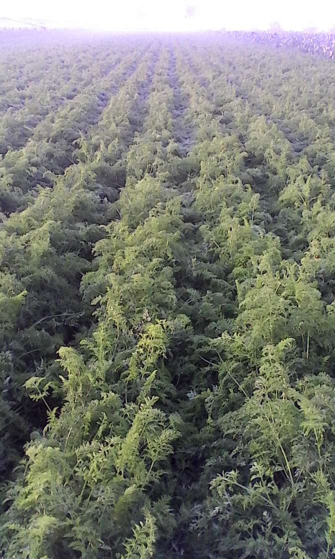 胡萝卜高清植物生长过程图