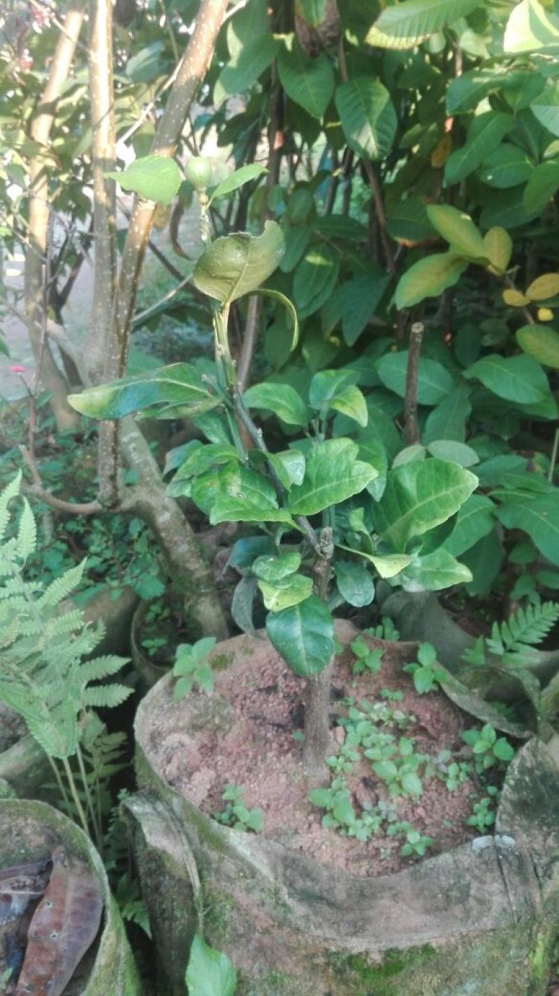 三红蜜柚苗
