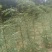 花椒苗1~2年