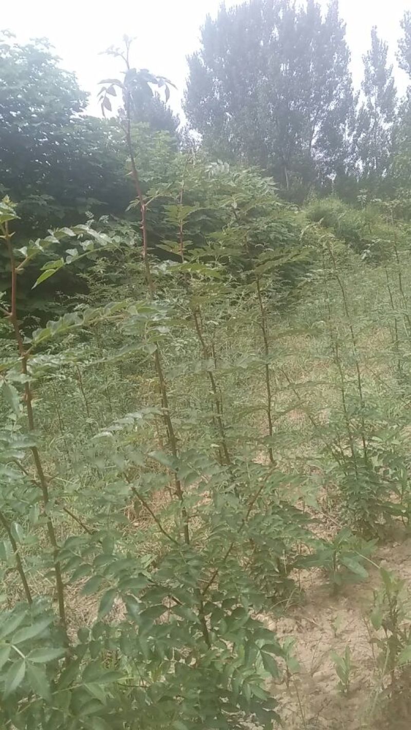 花椒苗1~2年