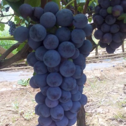 云南红河州石屏县黑提 1~2斤 5%以下批发_徐