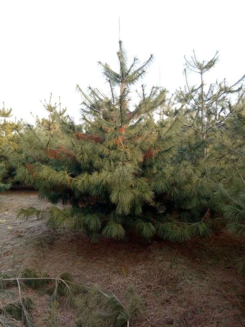 华山松2~2.5m，泰安华山松基地，3-4米华山松价格