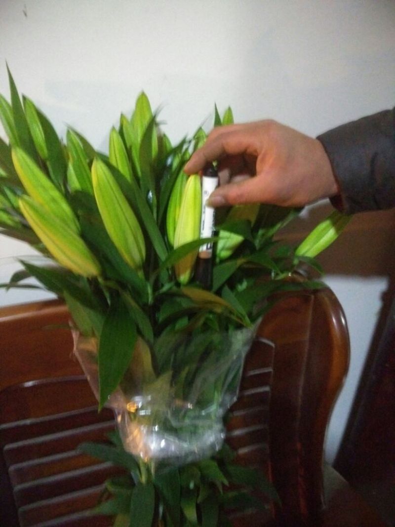 荷兰百合4以上