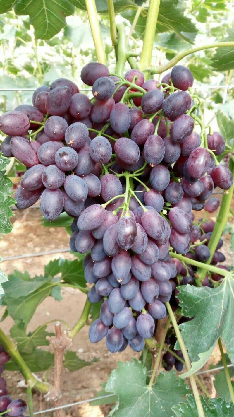 葡萄苗1年30~50cm