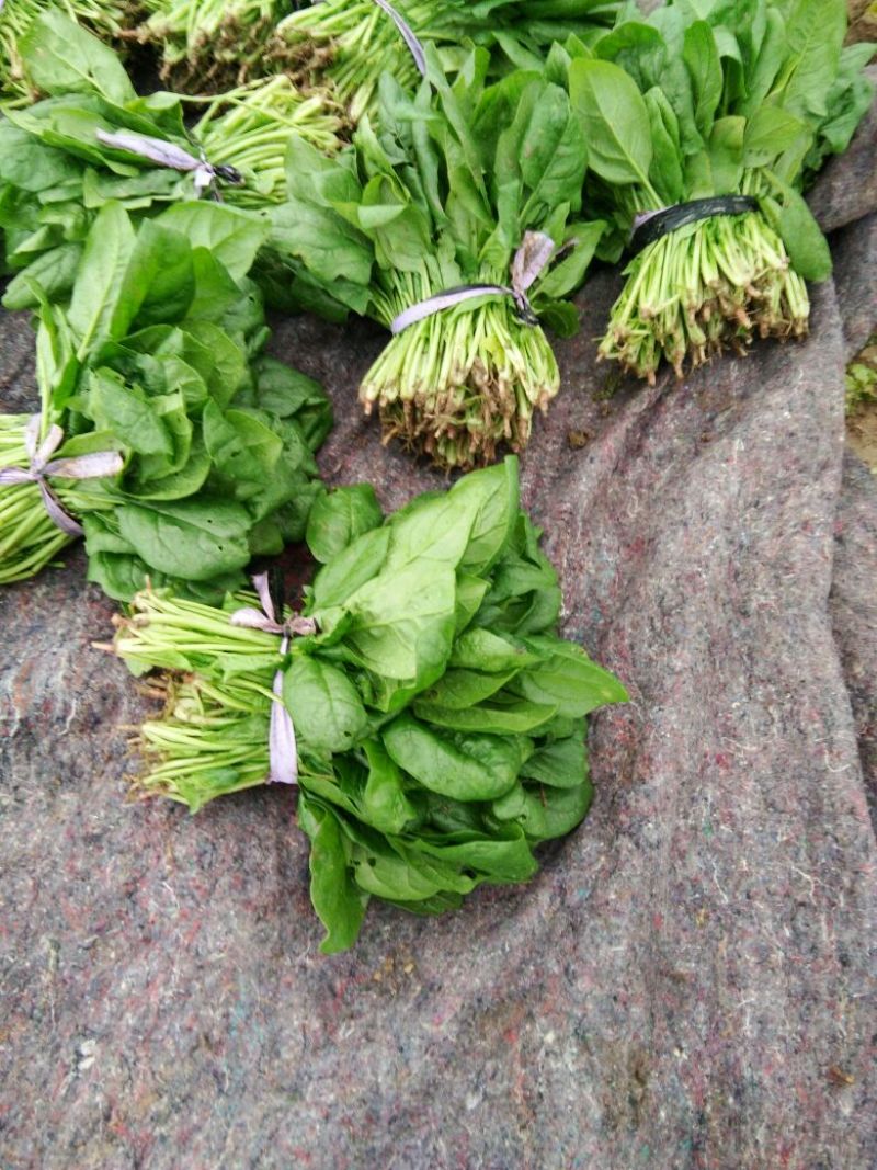 大叶菠菜15~20厘米