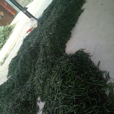 鲜辣椒5~10厘米青一手货源运费低货量大耐运输按需分拣打