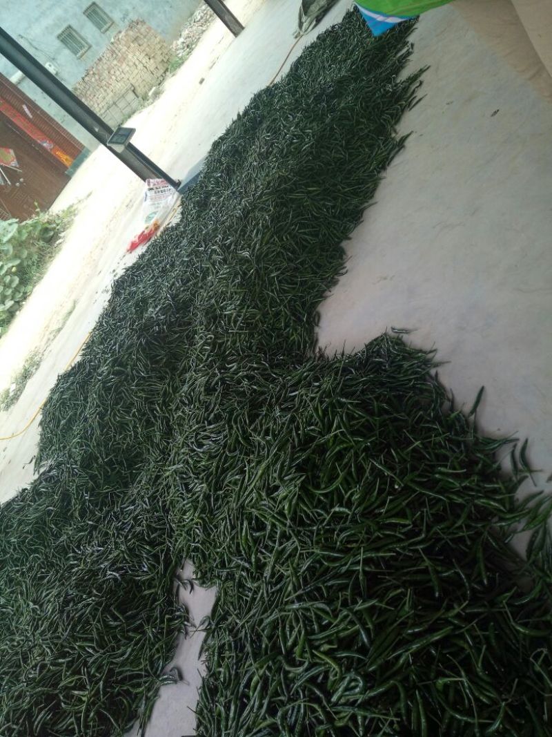 鲜辣椒5~10厘米青一手货源运费低货量大耐运输按需分拣打