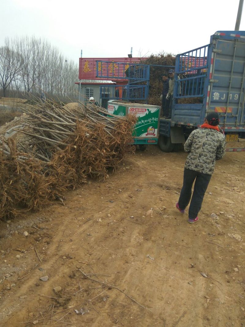 【桃树占地】4公分桃树占地桃树裸根截杆大桃树批发大桃树