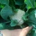 白花菜散装