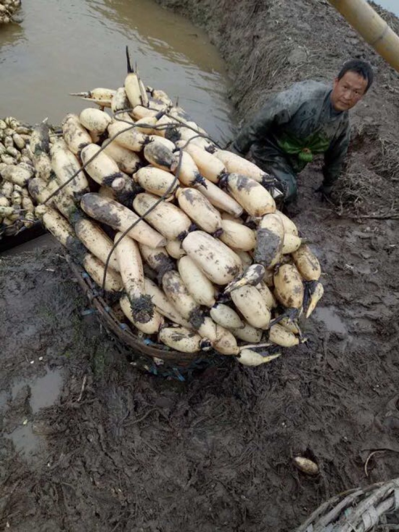 【优选】莲藕产地湖北荆州洪湖市合作社供应质量保证