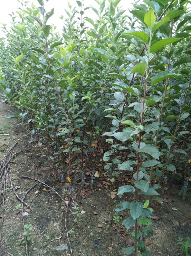 烟富六号苹果树苗80cm以上