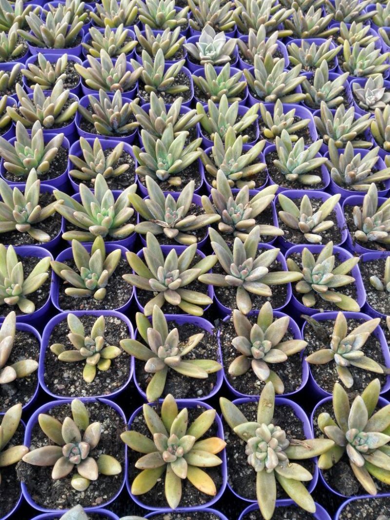 多肉植物带盆栽好