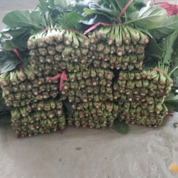 大叶菠菜