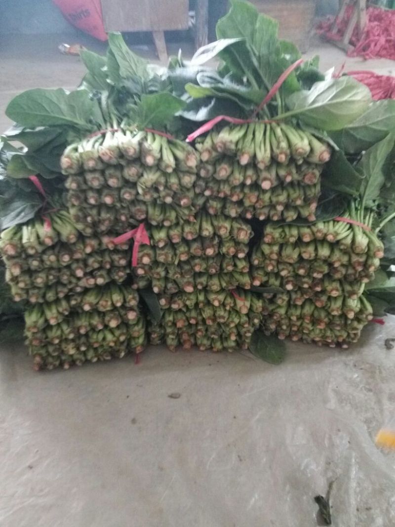 大叶菠菜