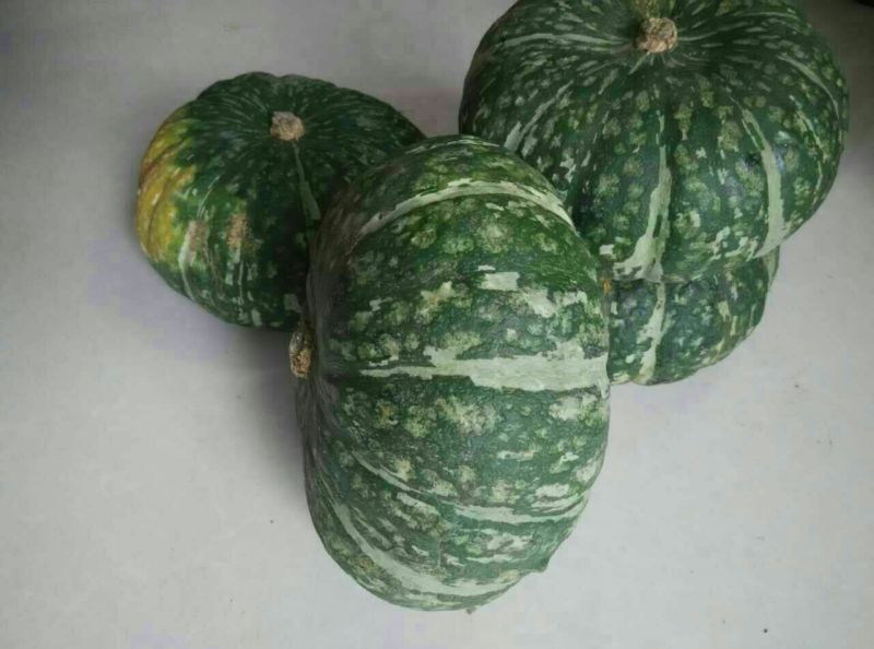 香栗23南瓜2~3斤以上扁圆形