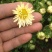 菊花茶