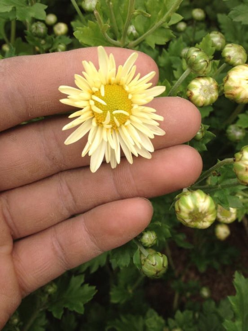 菊花茶