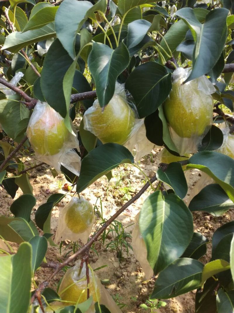 美人酥膜袋