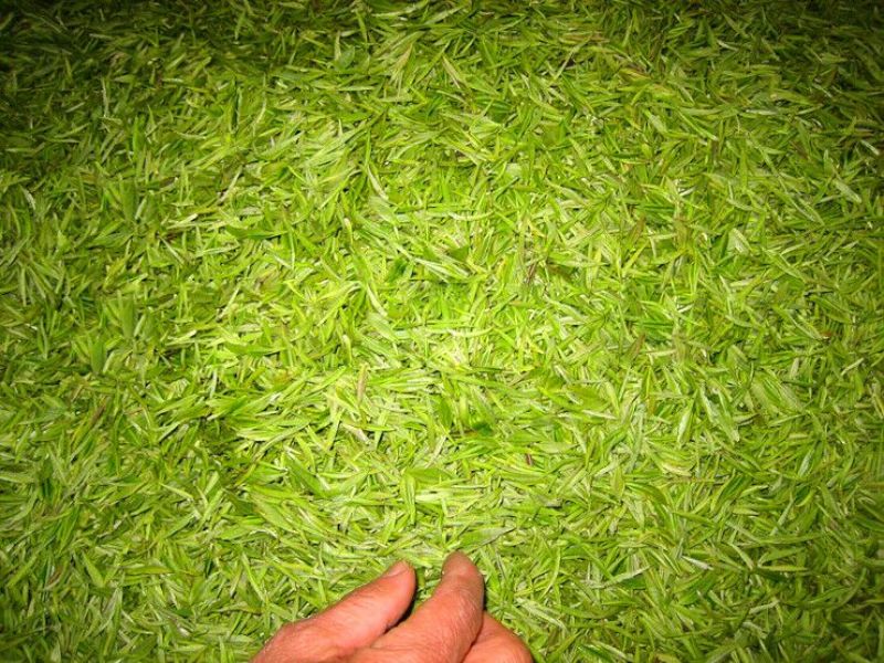 石阡苔茶特级