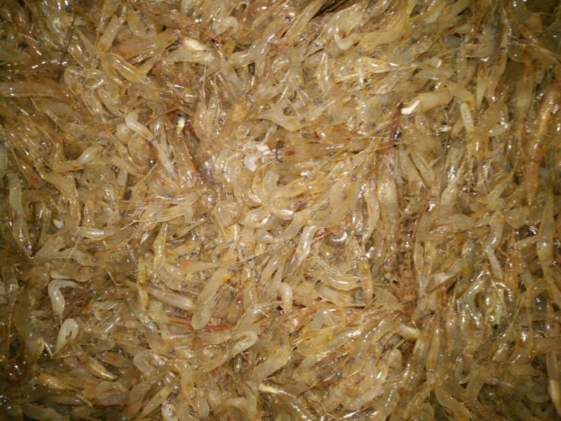河虾活虾26~30只/kg