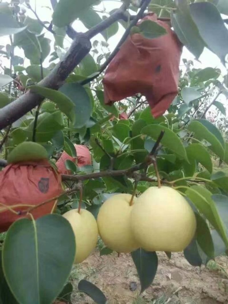 贡梨400~450g纸箱