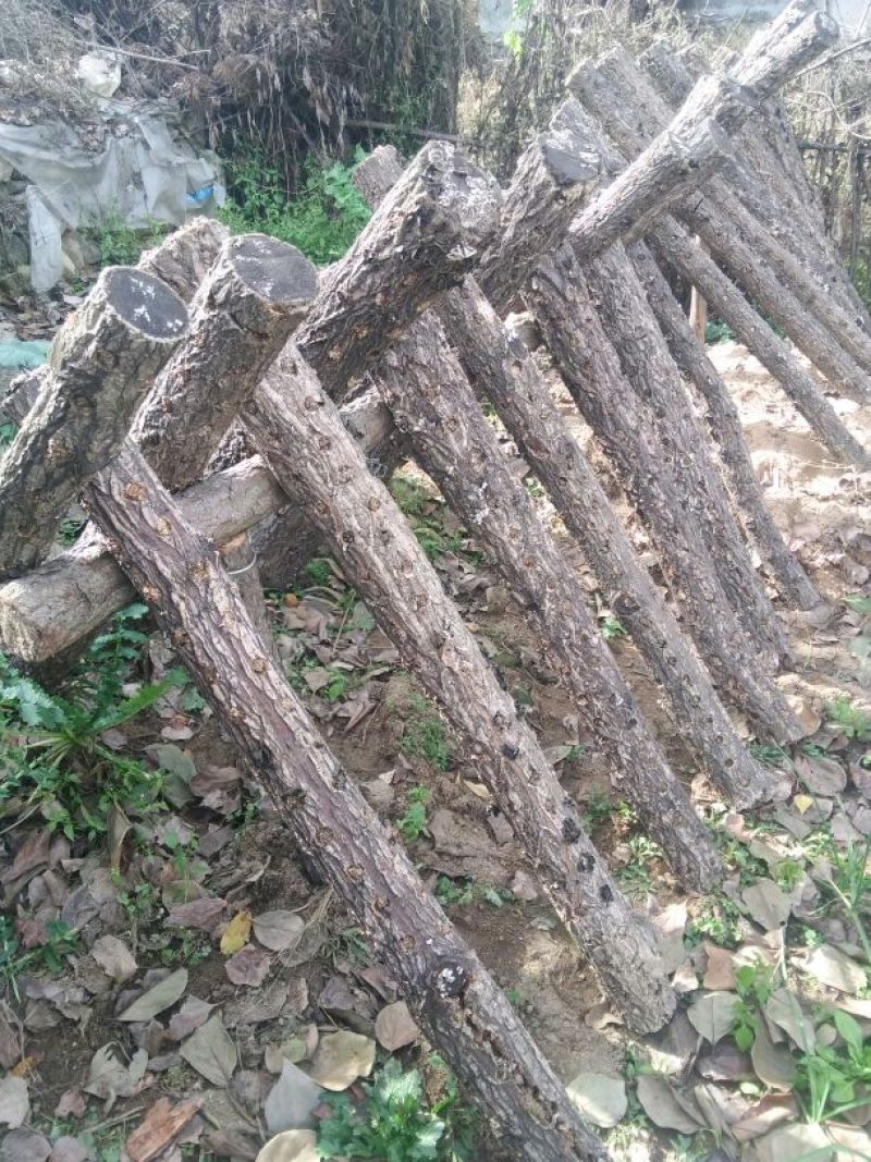 黑木耳特级