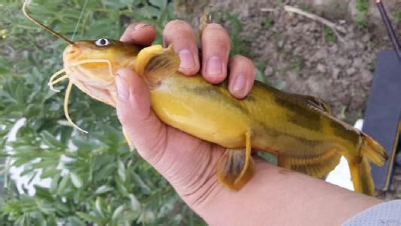 黄颡食用