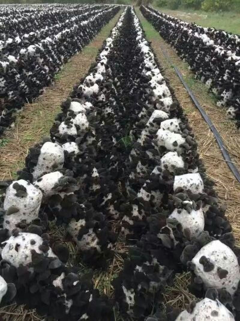 黑木耳特级