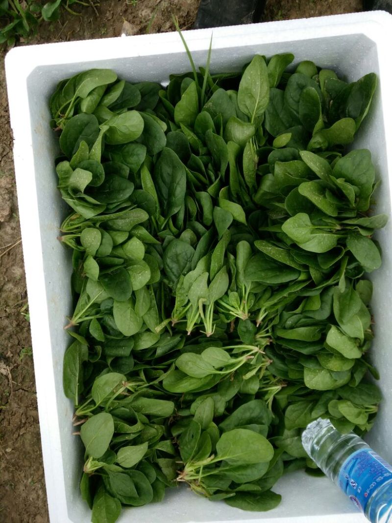 精品黑叶小圆菠菜10-12厘米实力商家可开增值税发票