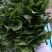 越冬菠菜20~25厘米