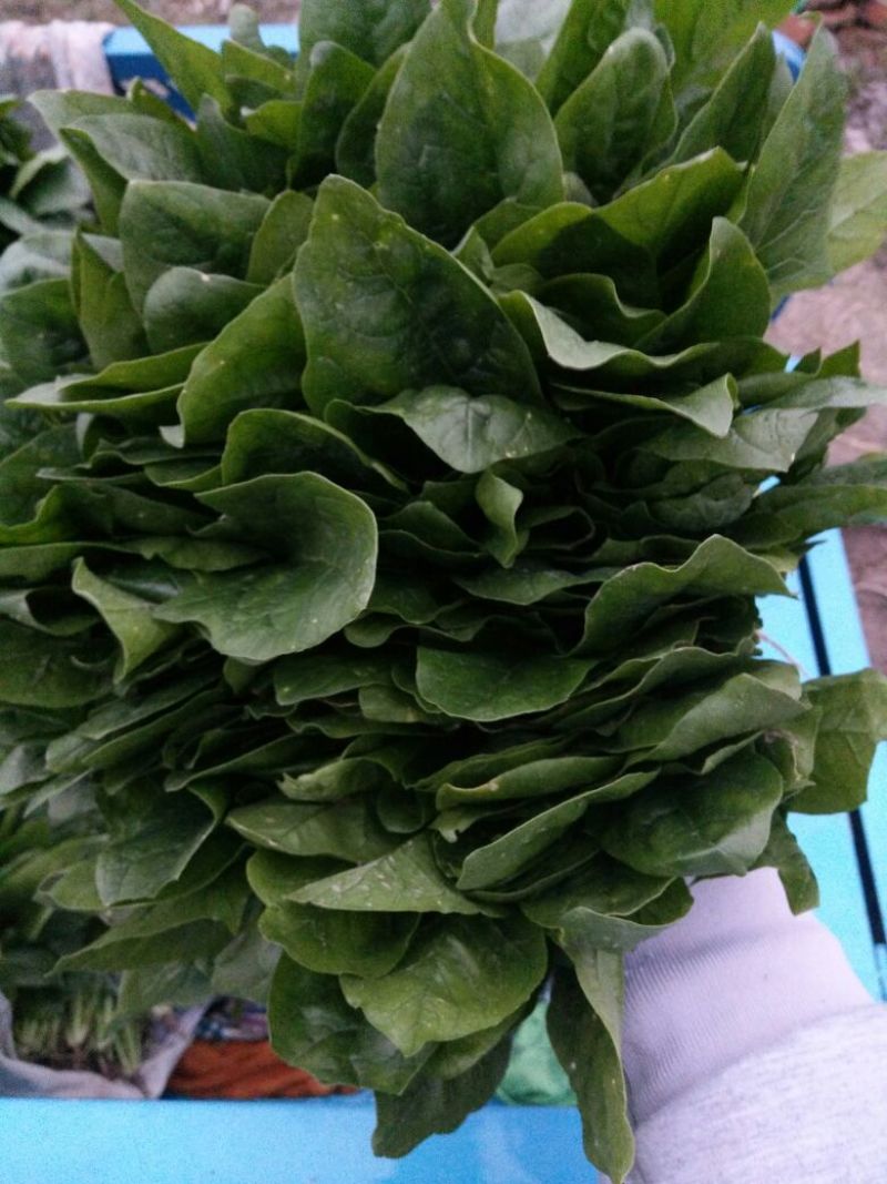 越冬菠菜20~25厘米