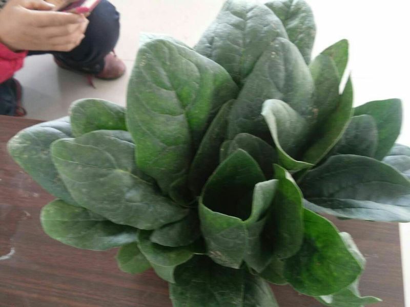 菠菜25~30厘米