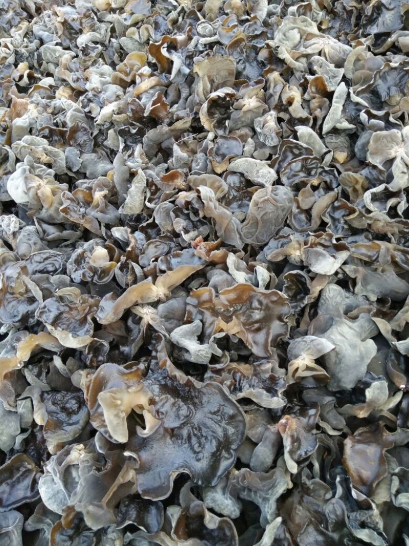 黑木耳一级
