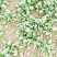 大叶菠菜10~15厘米