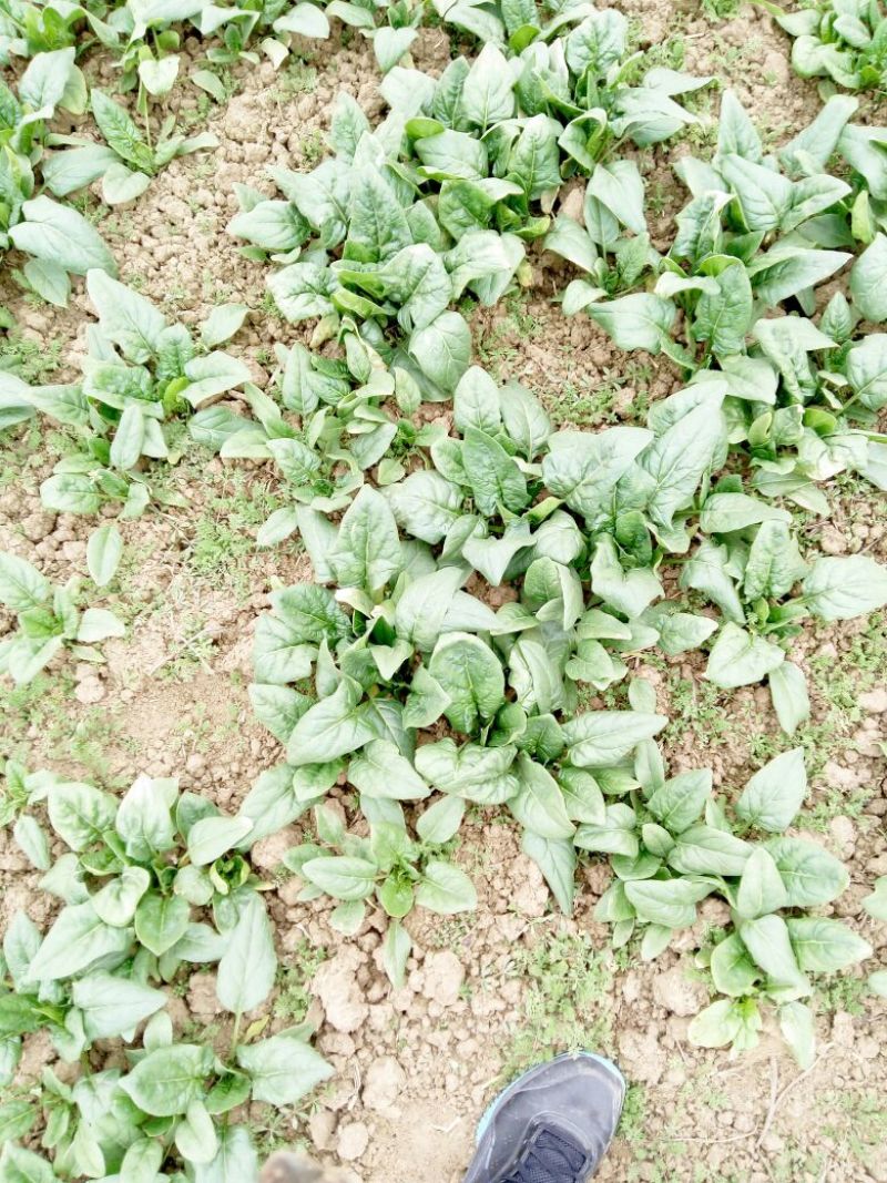 大叶菠菜10~15厘米