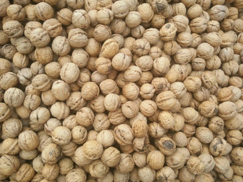 薄皮核桃30mm以上去皮干