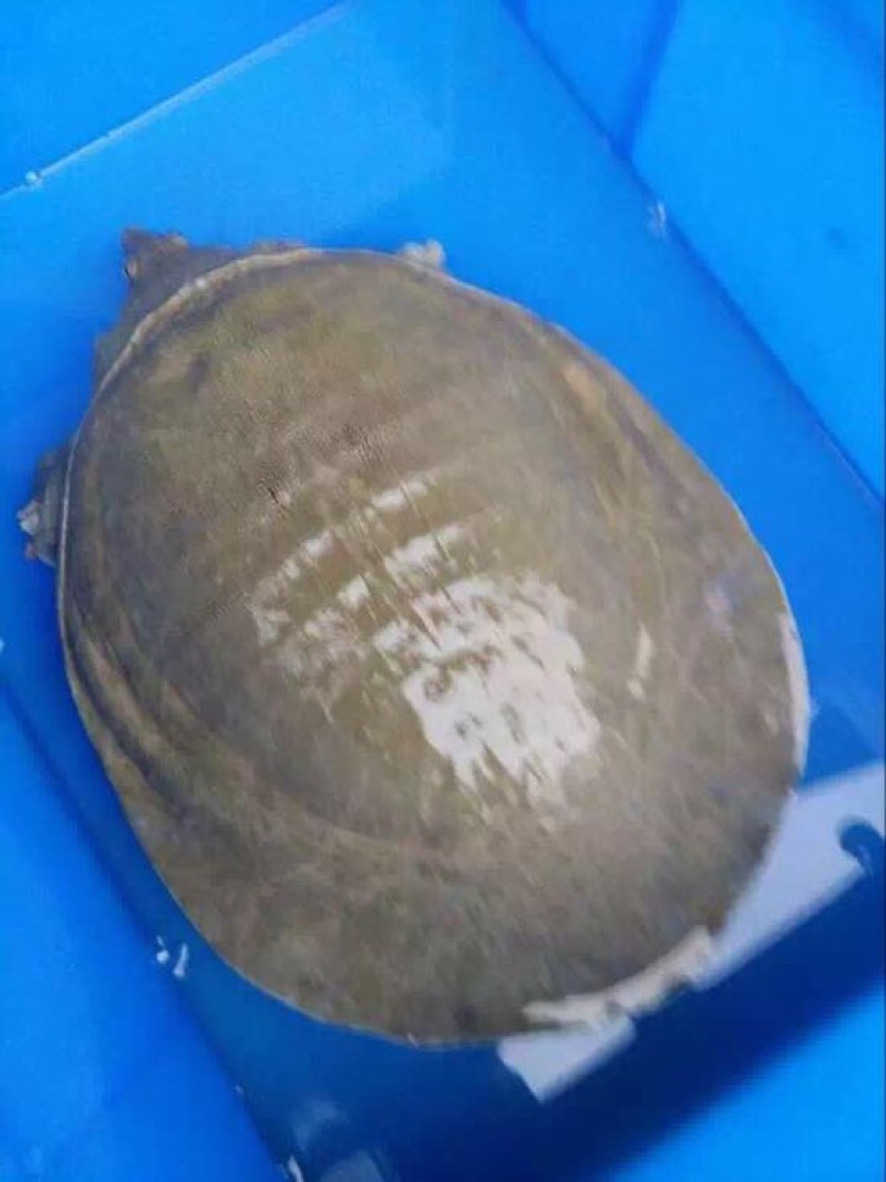 生态甲鱼